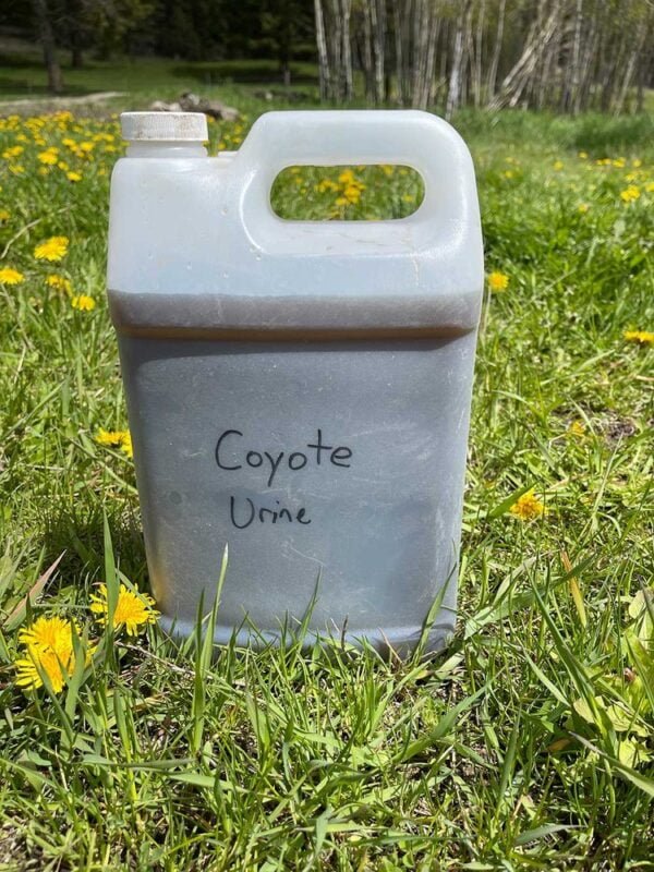 Natural Coyote Urine